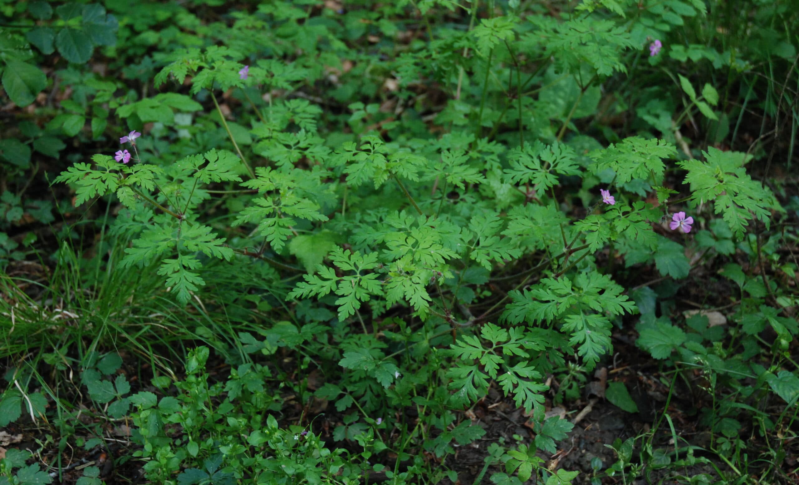 Lebendige Nahrung aus der Natur – die Kraft der wilden Pflanzen